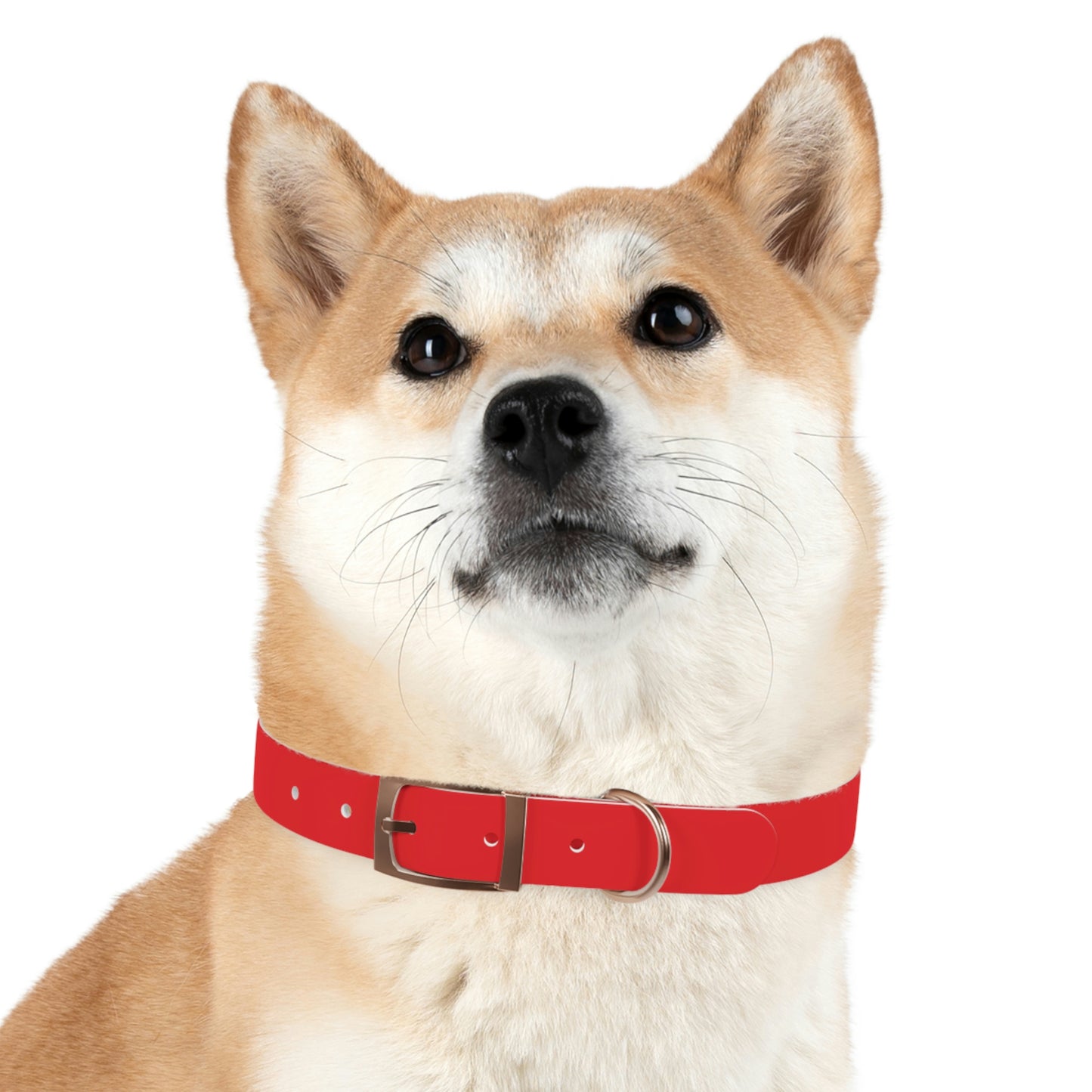 Copy of Dog Collar