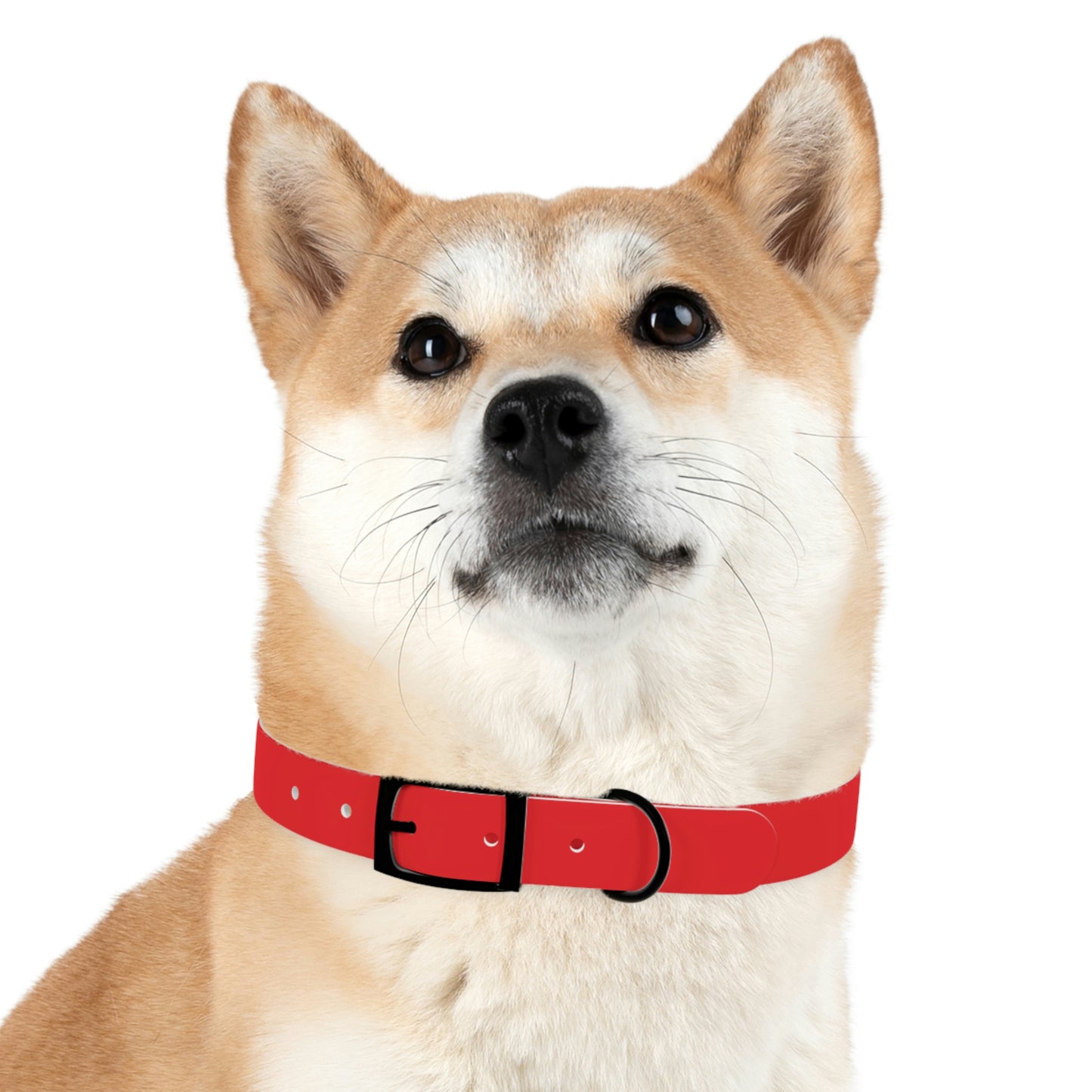 Copy of Dog Collar